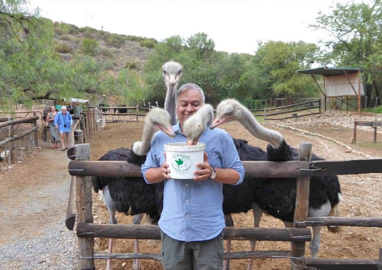 Ostrich farm in South Africa